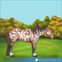 Horse Color:Bay Appaloosa and Bay Appaloosa