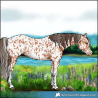 Horse Color:Bay Near Leopard  and Bay Splash Near Leopard 