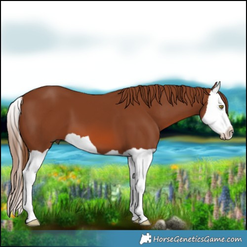 Horse Color:Chestnut Splash