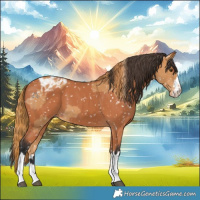 Horse Color:Chestnut Appaloosa  and Bay Appaloosa 
