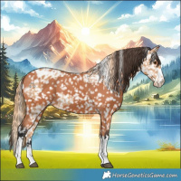 Horse Color:Chestnut Appaloosa  and Bay Appaloosa 