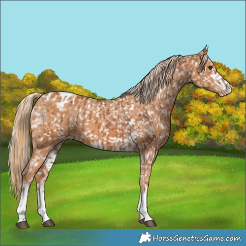 Horse Color:Chestnut Appaloosa  and Chestnut Appaloosa 