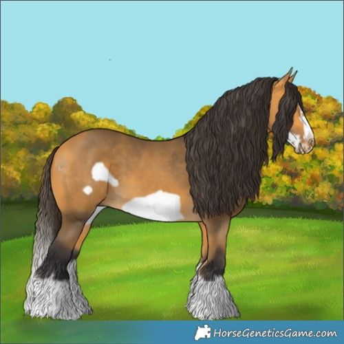 Horse Color:Buckskin Splash Frame