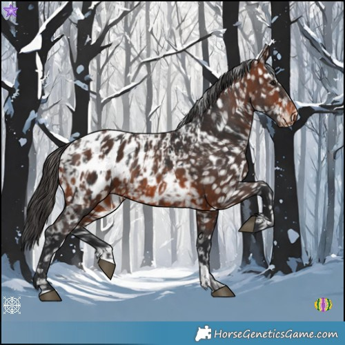 Horse Color:Brown Near Leopard and Brown Blanket
