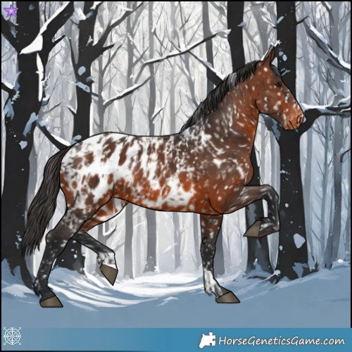 Horse Color:Brown Appaloosa and Brown Appaloosa