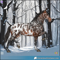 Horse Color:Brown Appaloosa and Brown Appaloosa