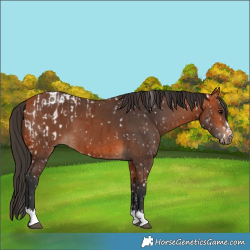 Horse Color:Bay Appaloosa  and Bay 
