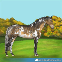 Horse Color:White Spotted Silver Buckskin 