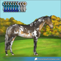 Horse Color:White Spotted Silver Buckskin