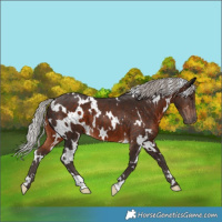 Horse Color:White Spotted Silver Brown