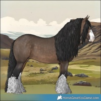 Horse Color:Brown Dun 
