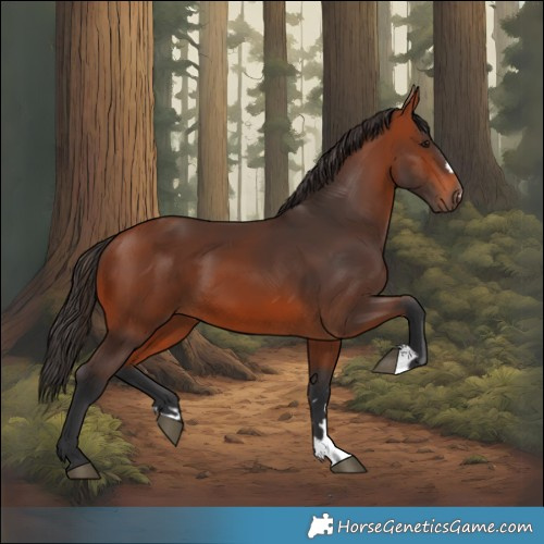 Horse Color:Bay 