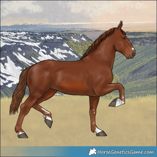 Horse Color:Chestnut 