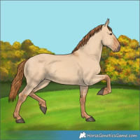 Horse Color:Red Dun 