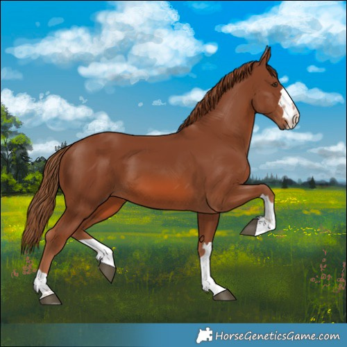 Horse Color:Chestnut 