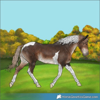 Horse Color:Liver Chestnut Tobiano