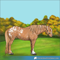 Horse Color:Chestnut Appaloosa  and Chestnut Appaloosa 