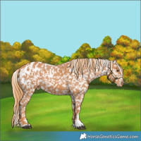 Horse Color:Chestnut Blanket  and Chestnut Snowflake Varnish 