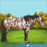 Horse Color:Bay Appaloosa and Bay Appaloosa