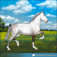 Horse Color:Gray Bay 