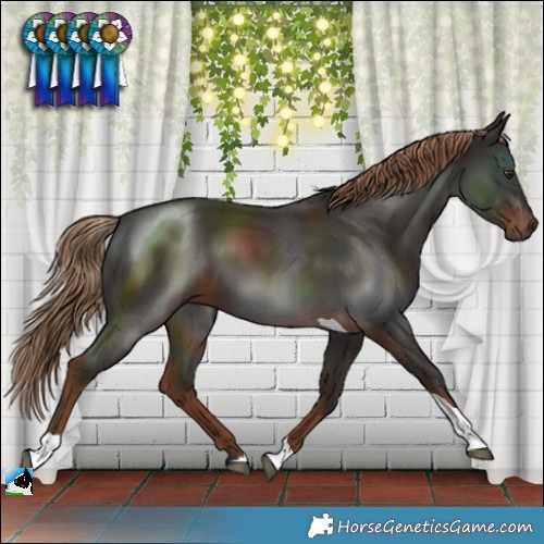 Horse Color:Liver Chestnut Tobiano 