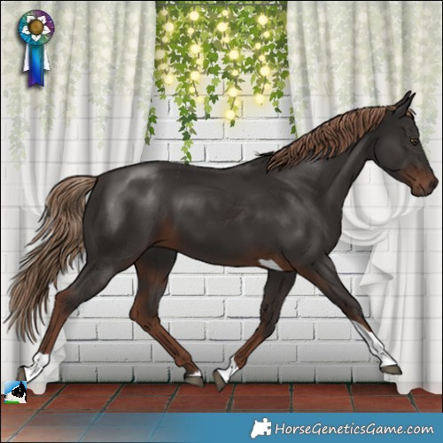 Horse Color:Liver Chestnut Tobiano
