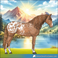 Horse Color:Chestnut Appaloosa  and Chestnut Appaloosa 
