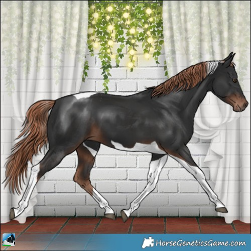 Horse Color:Liver Chestnut Tobiano 
