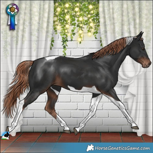 Horse Color:Liver Chestnut Tobiano