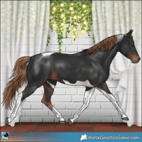 Horse Color:Liver Chestnut Tobiano 