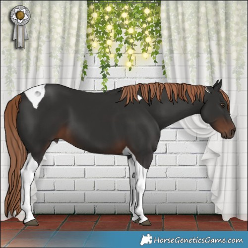 Horse Color:Liver Chestnut Tobiano 