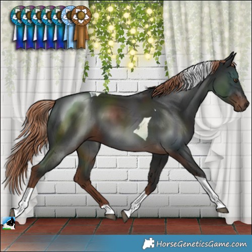 Horse Color:Liver Chestnut Tobiano