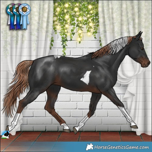Horse Color:Liver Chestnut Tobiano