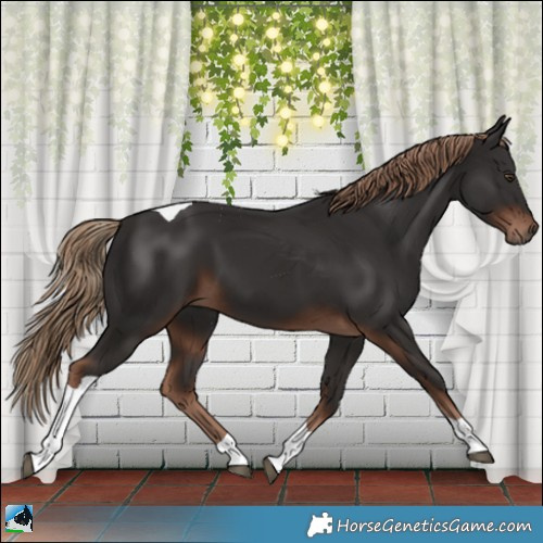Horse Color:Liver Chestnut Tobiano 