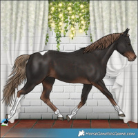 Horse Color:Liver Chestnut Tobiano 