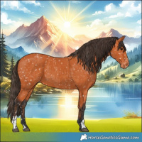 Horse Color:Bay Appaloosa  and Bay Appaloosa 