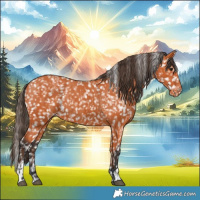 Horse Color:Bay Appaloosa  and Bay Appaloosa 