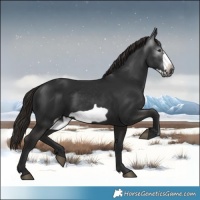 Horse Color:Gray White Spotted Liver Chestnut Frame 
