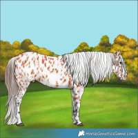 Horse Color:Bay Near Leopard and Bay Frame Near Leopard