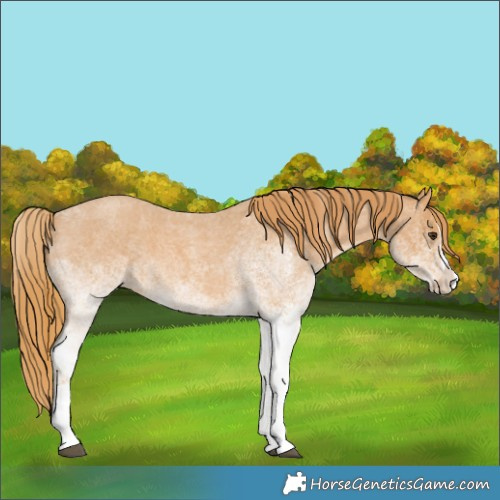 Horse Color:White Spotted Red Roan Splash 