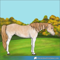 Horse Color:White Spotted Red Roan Splash 