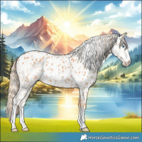 Horse Color:Cremello Appaloosa  and Gray Cremello Appaloosa 