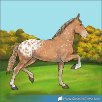 Horse Color:Chestnut Appaloosa  and Chestnut Appaloosa 