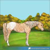Horse Color:Chestnut Appaloosa and Palomino Appaloosa