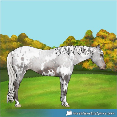 Horse Color:White Spotted Silver Brown Appaloosa 