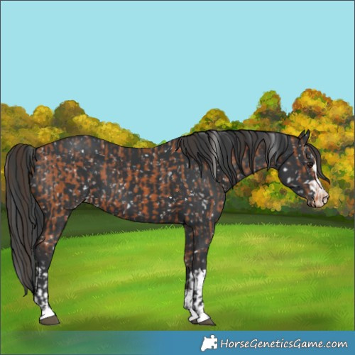 Horse Color:Bay Snowflake Varnish and Black Snowflake Varnish