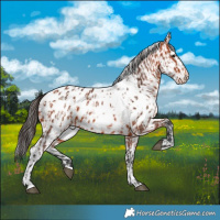 Horse Color:Bay Near Leopard  and Bay Frame Fewspot 