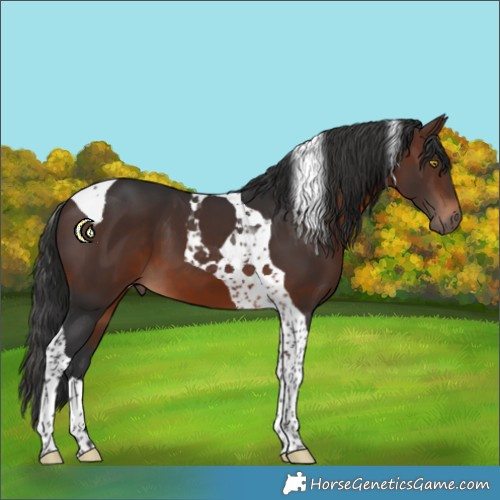 Horse Color:Brown Tobiano