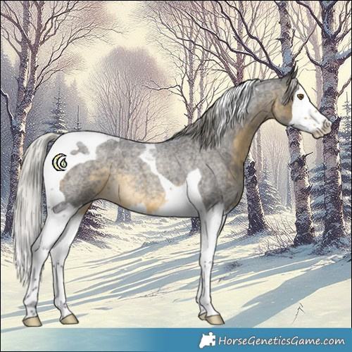 Horse Color:Silver Buckskin Roan Splash Tobiano 