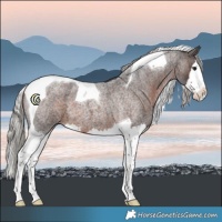 Horse Color:Silver Brown Roan Splash Tobiano